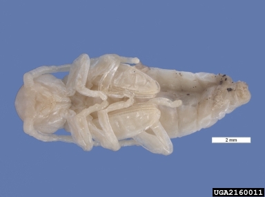 old house borer, Hylotrupes bajulus  (Coleoptera: Cerambycidae) - 2160011