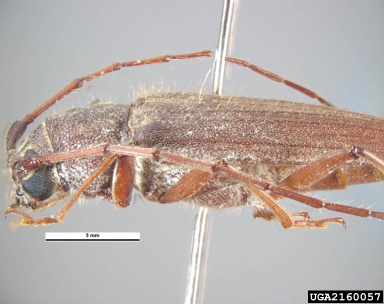 kulsi teak borer, Stromatium barbatum  (Coleoptera: Cerambycidae) - 2160057