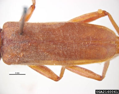 long-horned beetle, Stromatium fulvum  (Coleoptera: Cerambycidae) - 2160061