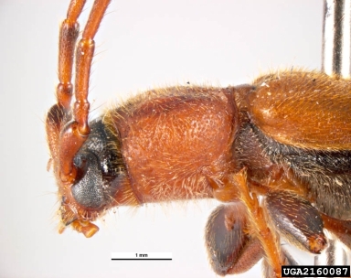 tanbark borer, Phymatodes testaceus  (Coleoptera: Cerambycidae) - 2160087