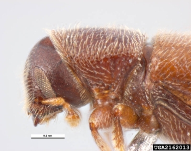 bark beetle, Hylurdrectonus araucariae  (Coleoptera: Curculionidae) - 2162013