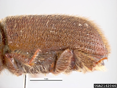 goldenhaired bark beetle, Hylurgus ligniperda  (Coleoptera: Curculionidae) - 2162046