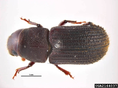 bark beetle, Pachycotes peregrinus  (Coleoptera: Curculionidae) - 2164037