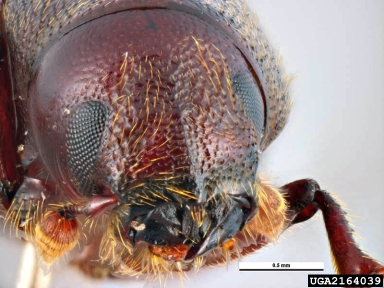 bark beetle, Pachycotes peregrinus  (Coleoptera: Curculionidae) - 2164039