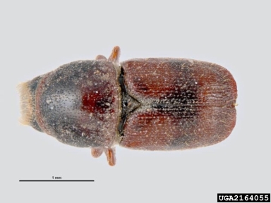 banded elm bark beetle, Scolytus schevyrewi  (Coleoptera: Curculionidae) - 2164055
