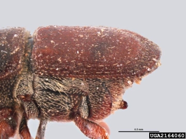 banded elm bark beetle, Scolytus schevyrewi  (Coleoptera: Curculionidae) - 2164060