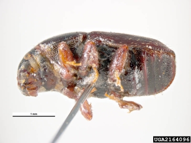 larger shothole borer, Scolytus mali  (Coleoptera: Curculionidae) - 2164096