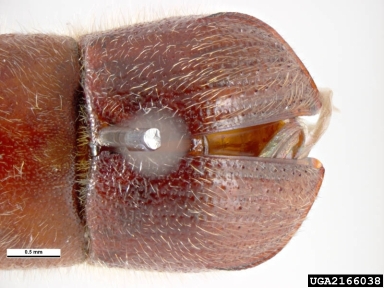 thickset scolytid borer, Xylosandrus solidus  (Coleoptera: Curculionidae) - 2166038
