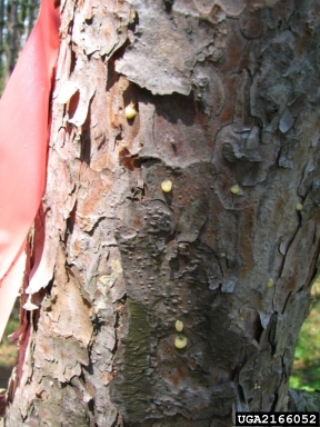 Sirex woodwasp (Sirex noctilio ) on Scots pine (Pinus sylvestris ) - 2166052