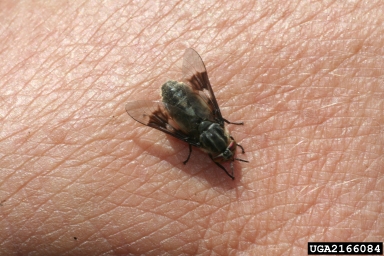 deer fly, Chrysops atar  (Diptera: Tabanidae) - 2166084