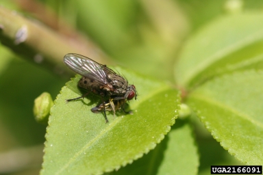 golden dung flies, Scathophaga spp.  (Diptera: Scathophagidae) - 2166091