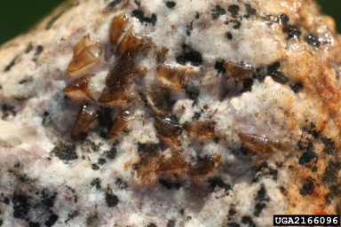 black fly, Simulium decorum  (Diptera: Simuliidae) - 2166096