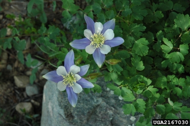 Colorado blue columbine, Aquilegia caerulea  (Ranunculales: Ranunculaceae) - 2167030
