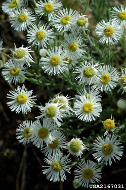 shaggy fleabane, Erigeron pumilus  (Asterales: Asteraceae) - 2167031