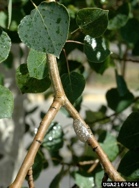 western tent caterpillar (Malacosoma californicum ) on aspen/poplar (Populus spp. ) - 2167044