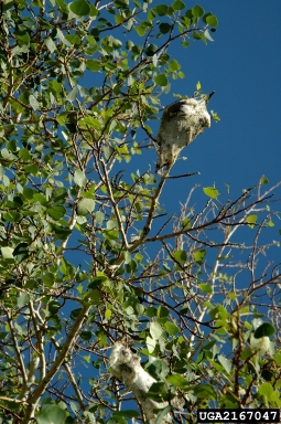 western tent caterpillar (Malacosoma californicum ) on quaking aspen (Populus tremuloides ) - 2167047
