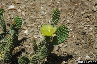 plains pricklypear, Opuntia polyacantha  (Caryophyllales: Cactaceae) - 2167052