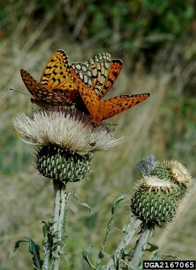 zerene fritillary, Speyeria zerene  (Lepidoptera: Nymphalidae) - 2167065