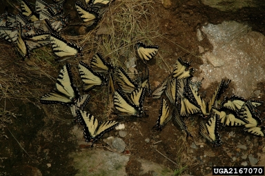 swallowtail butterflies, Papilio spp.  (Lepidoptera: Papilionidae) - 2167070