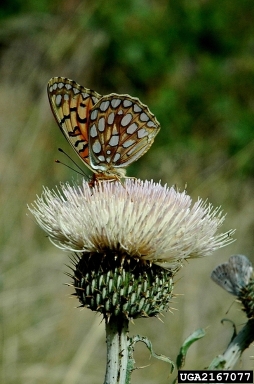 zerene fritillary, Speyeria zerene  (Lepidoptera: Nymphalidae) - 2167077