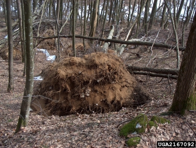 root lifting, soil heaving, and windthrow on European beech (Fagus sylvatica ) - 2167092