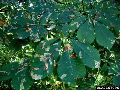 horse chestnut leafminer (Cameraria ohridella ) on common horse chestnut (Aesculus hippocastanum ) - 2167096