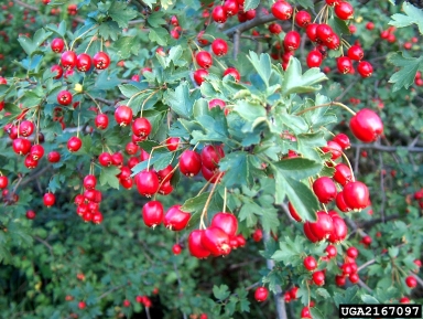English hawthorn, Crataegus monogyna  (Rosales: Rosaceae) - 2167097