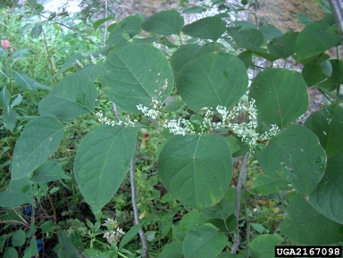 Japanese knotweed, Fallopia japonica  (Polygonales: Polygonaceae) - 2167098