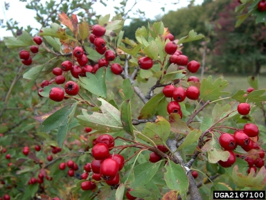 English hawthorn, Crataegus monogyna  (Rosales: Rosaceae) - 2167100