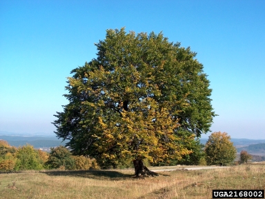 European hornbeam, Carpinus betulus  (Fagales: Betulaceae) - 2168002