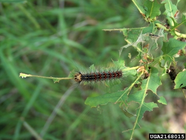 gypsy moth (Lymantria dispar ) on English oak (Quercus robur ) - 2168015