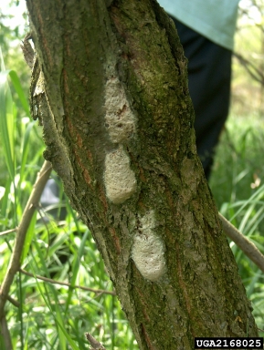 gypsy moth, Lymantria dispar  (Lepidoptera: Lymantriidae) - 2168025
