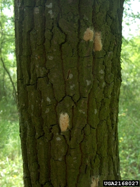 gypsy moth, Lymantria dispar  (Lepidoptera: Lymantriidae) - 2168027