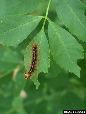 gypsy moth (Lymantria dispar ) on narrowleaf ash (Fraxinus angustifolia ) - 2168034