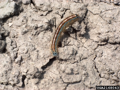 lackey moth, Malacosoma neustria  (Lepidoptera: Lasiocampidae) - 2168043