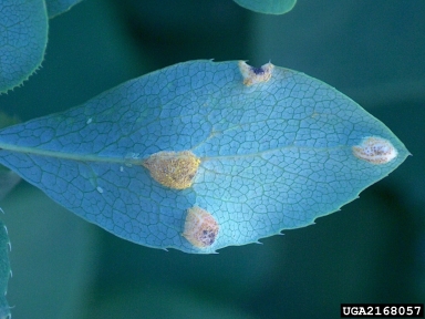 wheat stem rust (Puccinia graminis ) on European barberry (Berberis vulgaris ) - 2168057