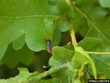 solider beetle (Cantharis fusca ) on sessile oak (Quercus petraea ) - 2168084