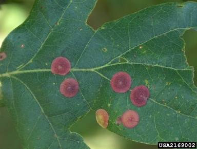 Cynipid gall wasp (Neuroterus quercusbaccarum ) on sessile oak (Quercus petraea ) - 2169002