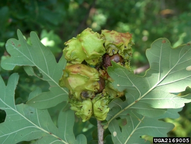 knopper gall (Andricus quercuscalicis ) on oak (Quercus spp. ) - 2169005