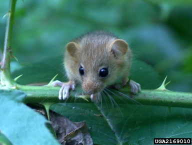 European wood mouse (Apodemus sylvaticus ) on blackberry (Rubus hirtus ) - 2169010