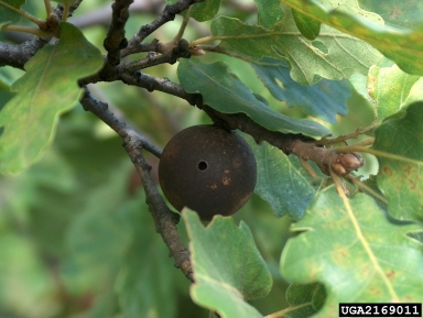 marble gall (Andricus kollari ) on oak (Quercus spp. ) - 2169011