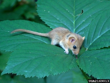 European wood mouse (Apodemus sylvaticus ) on blackberry (Rubus hirtus ) - 2169013