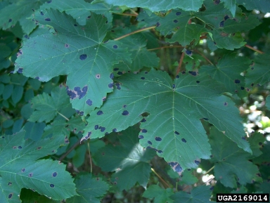 tar spot of maple (Rhytisma acerinum ) on Sycamore maple (Acer pseudoplatanus ) - 2169014