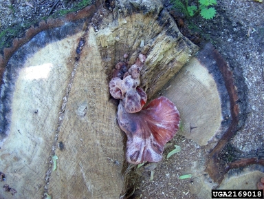 beefsteak fungus (Fistulina hepatica ) on sessile oak (Quercus petraea ) - 2169018