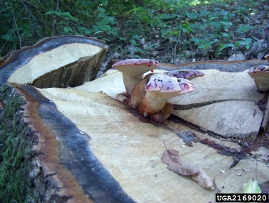 beefsteak fungus (Fistulina hepatica ) on sessile oak (Quercus petraea ) - 2169020