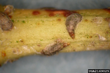 euonymus scale, Unaspis euonymi  (Hemiptera: Diaspididae) - 2169025