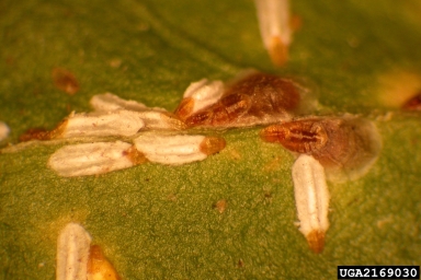 euonymus scale, Unaspis euonymi  (Hemiptera: Diaspididae) - 2169030