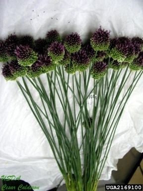 onions, Allium spp.  (Liliales: Liliaceae) - 2169100