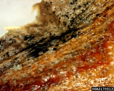 Phomopsis cankers and twig blights (Phomopsis spp. ) on pineapple (Ananas spp. ) - 2170013
