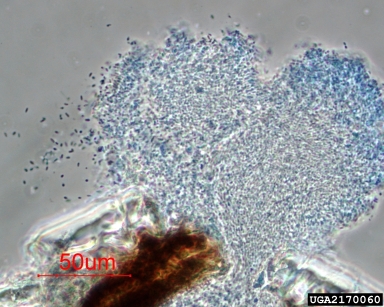 Phoma blights, Phoma spp.  (Pleosporales: Incertae sedis) - 2170060